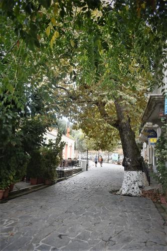 a tree in the middle of a street at Christos Raches traditional houses in Raches