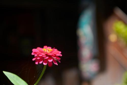 a pink flower sitting on a green stem at Jasri Bay Hideaway in Jasri