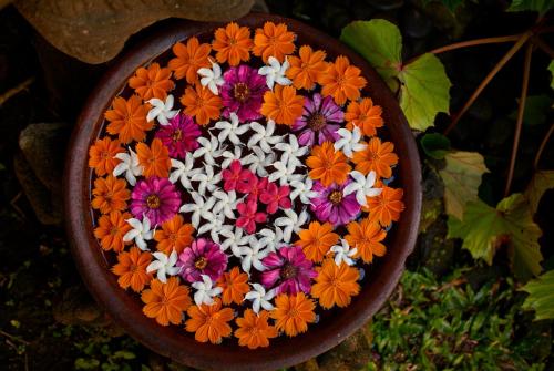 a bowl filled with colorful flowers in a pot at Jasri Bay Hideaway in Jasri