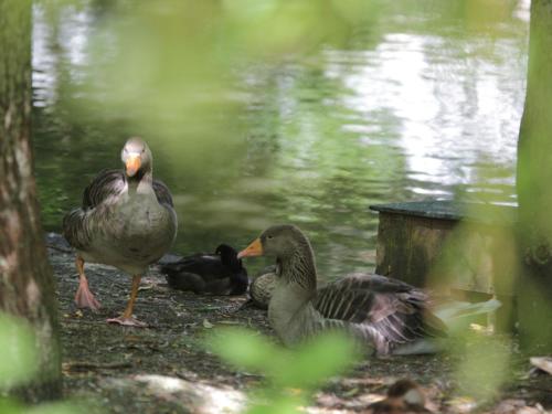 three ducks are standing next to a body of water at Apartment in Quend near the Sea in Quend