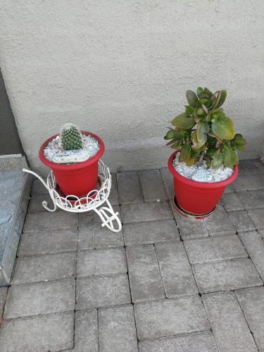 two potted plants in red pots sitting next to a wall at Kalahari Rus in Upington