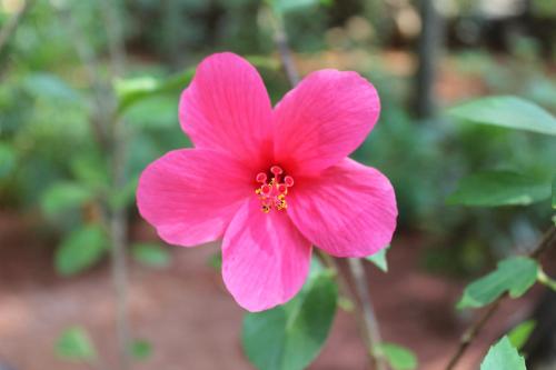 a pink flower on a plant with green leaves at Palm Trees Ayurvedic Heritage in Patnem
