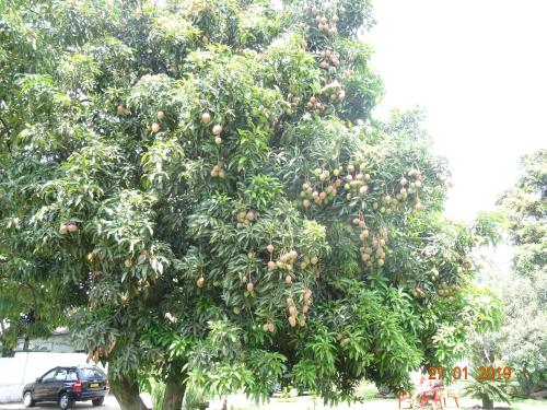 a mango tree with lots of fruits on it at Kivu Beach Garden in Gisenyi