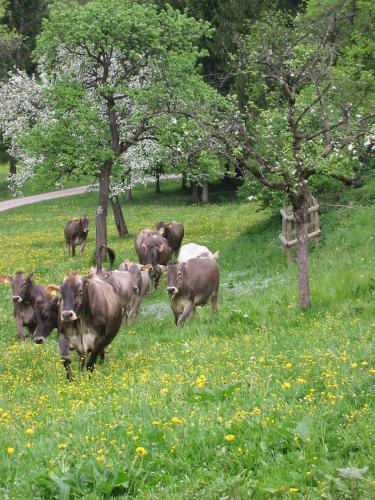 a herd of cows walking in a field of flowers at Haus Stangl in Bad Aussee