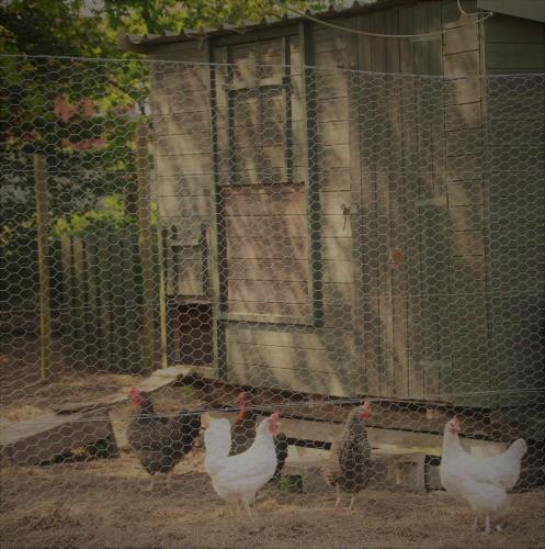 a group of chickens standing in front of a fence at Forest Farm Papplewick Nottingham - Spacious Self-Contained Rural Retreat! in Papplewick