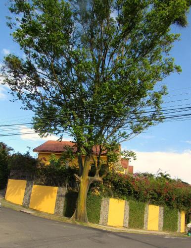 a tree on the side of a street at Cariari Bed & Breakfast in San José