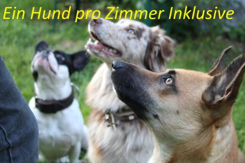 Pension Sonnleit´n - Urlaub mit Hund, Zwiesel – Aktualisierte Preise für  2022