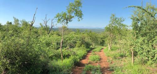 a dirt road in the middle of a forest at Lengau Lodge in Grietjie Nature Reserve