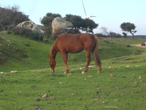 Άλλα ζώα σε αυτή η παραθεριστική κατοικία ή στη γύρω περιοχή