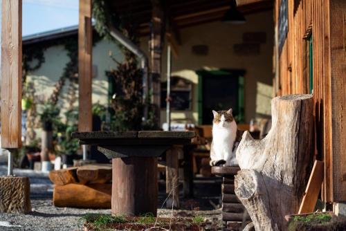 a cat sitting on top of a tree stump at "Ottendorfer Hütte" - Bergwirtschaft in Kirnitzschtal