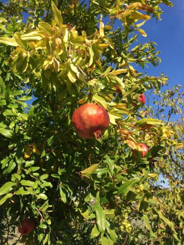 an apple tree with red apples growing on it at Podere Bellavista in San Gimignano