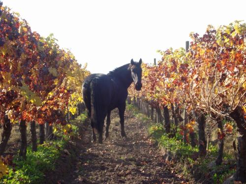 Foto dalla galleria di Santa Filomena de Cunaco a Cunaco