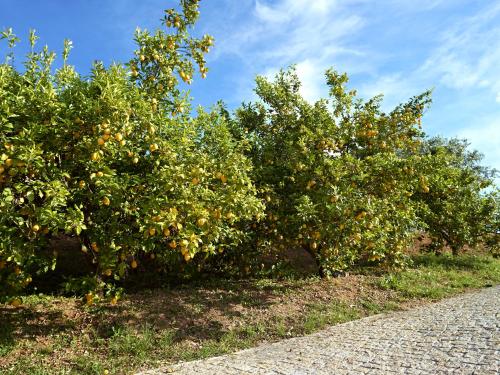 a row of orange trees on the side of a road at Montargil Monte Novo in Montargil