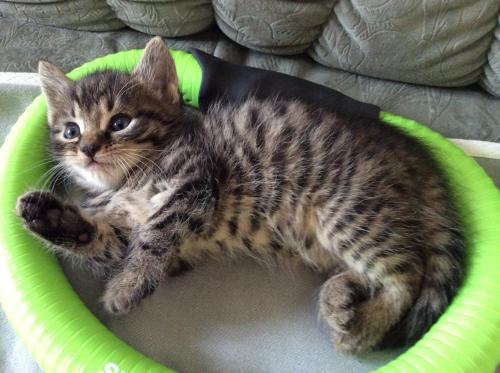 a cat is laying in a green bowl at Ferienbauernhof Koller (Familie Hofer) - Urlaub am Bauernhof in Helfenberg