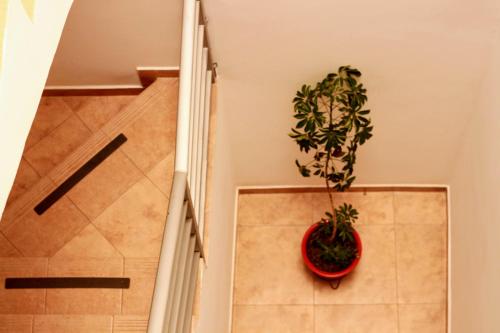 una planta en una olla roja sentada en una pared en Hotel Riviera Confort, en Pasto