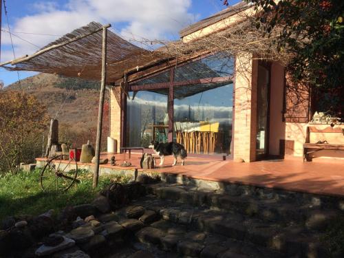 a dog standing in front of a house with a pool at Azienda Agricola Il Querceto in Marsico Vetere