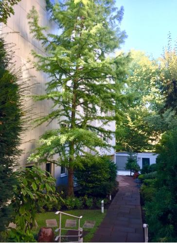 a tree in a yard next to a building at Apartment Centrum im Grünen in Nürnberg