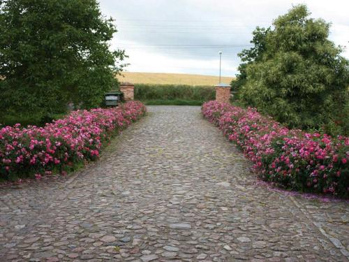 a walkway with pink flowers in a garden at Ferienwohnungen im Bauernhaus _ Ob in Papendorf