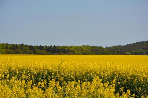 a yellow rapeseed field with trees in the background at Reethäuser auf Rügen in Middelhagen