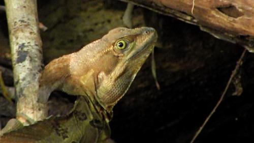 a lizard is standing on a tree branch at Chosa Manglar Suites & Cabins in Puerto Jiménez