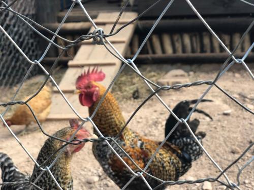 two chickens in a cage behind a fence at Segredo da Serra Guest House in Tiradentes