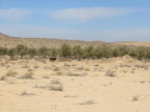 a cow standing in the middle of the desert at Succah in the Desert in Mitzpe Ramon