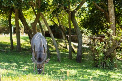 a deer grazing in the grass in a field at Sodwana Bay Lodge House 34 in Sodwana Bay