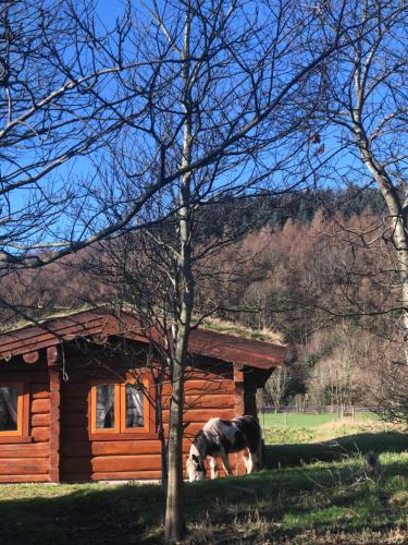 two horses grazing in front of a log cabin at Log home village in Ulverston