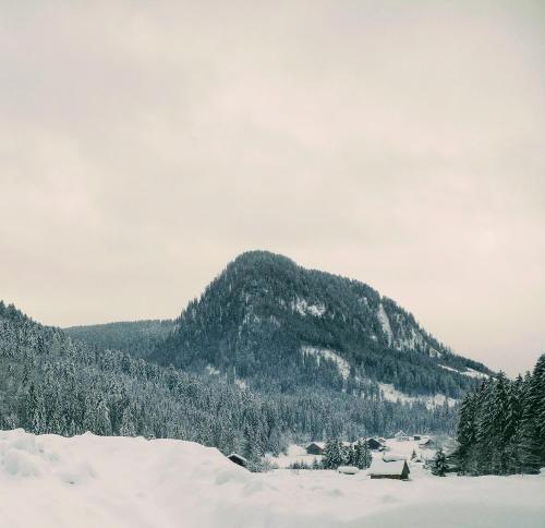 a mountain covered in snow with trees at Pension Edelweiss Top 25 in Gosau