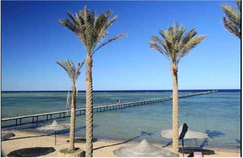 two palm trees on a beach near the ocean at Blend Elphistone Resort Marsa Alam in Abu Dabab