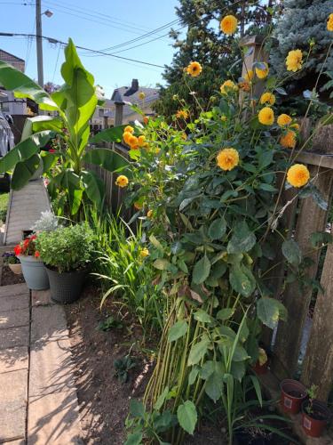 a garden with yellow flowers and a fence at Cozy Bedrooms Guest House in Vancouver