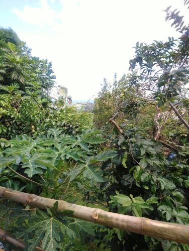 a field of green plants with a wooden fence at Grenadier in La Trinité