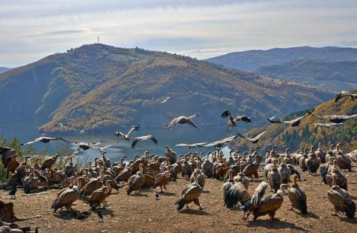 a large flock of birds flying over a mountain at Vila Jelena Zlatar Nova varoš in Brdo