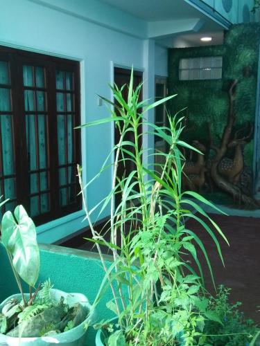 a group of plants in pots in a room at Top View in Hatton