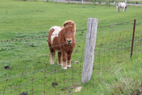 a brown cow standing in a field behind a fence at Adelaide Hills Escape in Woodside