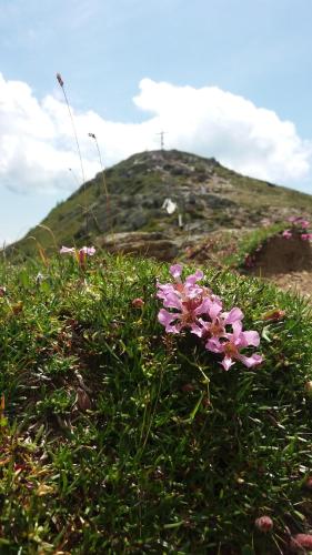 a pink flower in the grass with a hill in the background at Ortnerhof in Millstatt