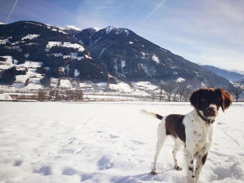 a brown and white dog standing in the snow at Apartment Kogler in Fügen