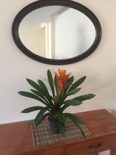 a plant sitting on a table in front of a mirror at Squareville Subdivision in San Fernando