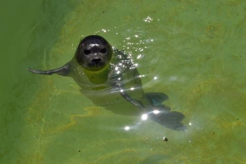 a seal in the water with a ball in its mouth at Vakantiepark Dennenoord in Den Burg