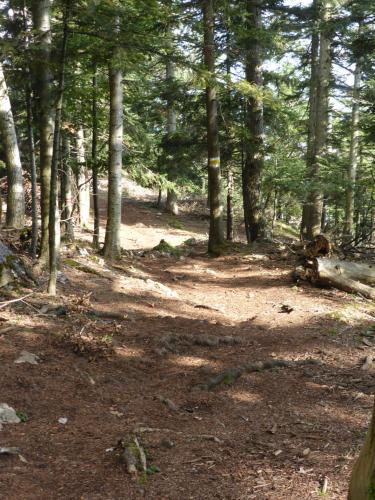 a wooded area with trees and a dirt trail at Apartment 43 in Oberhöflein