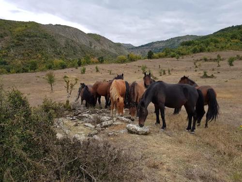 a group of horses grazing in a field at Funky Guest House & Adventures in Përmet
