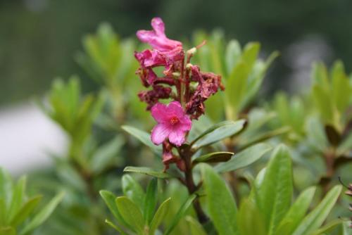 a pink flower on a plant with green leaves at Hotel Neuwirt in Finkenberg