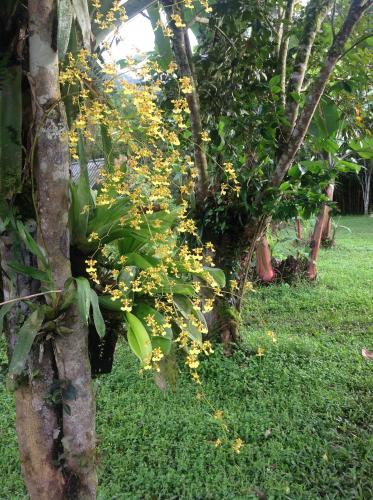 a group of trees with yellow flowers in the grass at Casa de Piedra in Mindo