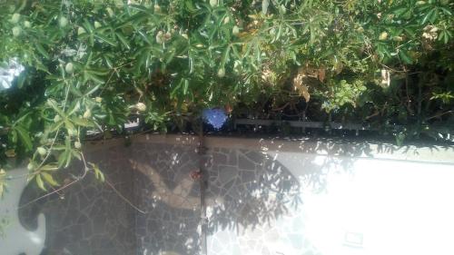 a plant is growing on top of a fence at Villa Rosa in SantʼAntìoco