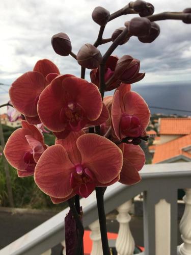 a bunch of pink flowers in a vase on a balcony at SLICE OF PONTA DO SOL- GROUND FLOOR- SEA VIEW in Ponta do Sol
