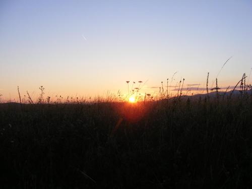 a sunset in a field with tall grass at Falubíró Vendégháza in Bekölce