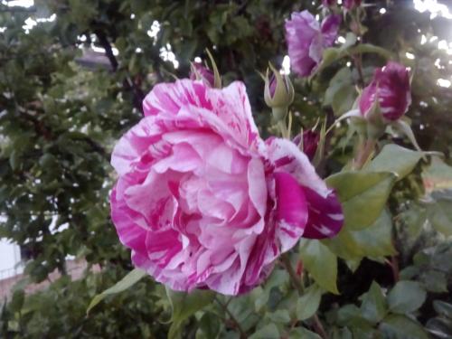 a pink flower on a tree at B&B Rosalu - Adults Only in Sirmione