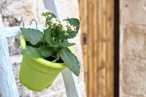 a plant in a green pot hanging on a railing at Trullo Suite in Cisternino