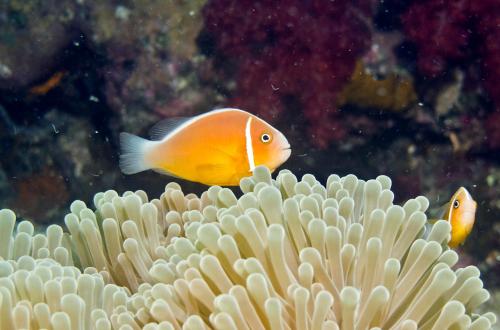 two fish are swimming over an anemone at Nukubati Great Sea Reef in Nukubati