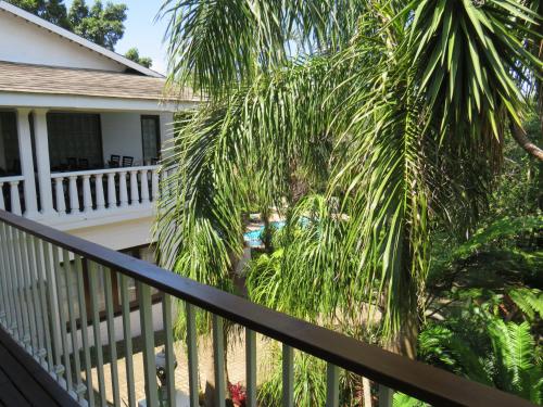 a palm tree in front of a house at St. Lucia Wetlands Guest House in St Lucia